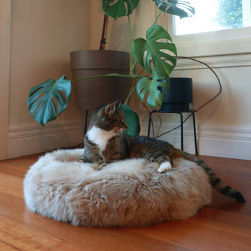 Pet Bed