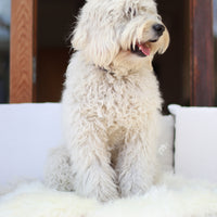 Pet Sheepskin
