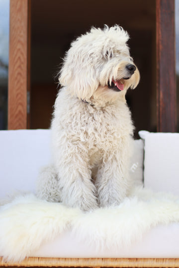 Pet Sheepskin